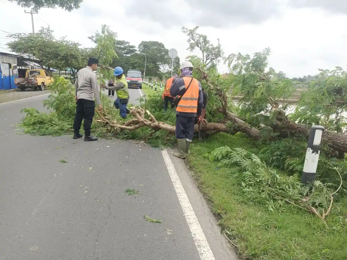 Pohon Tumbang Tutup Jalur Indramayu–Cirebon, Polisi Karangampel Bergerak Cepat Evakuasi